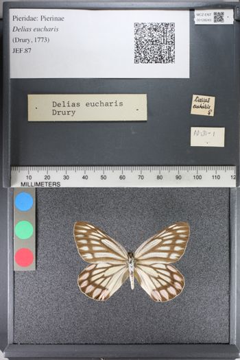 Media type: image;   Entomology 128243